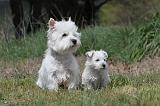 WESTIE 070
